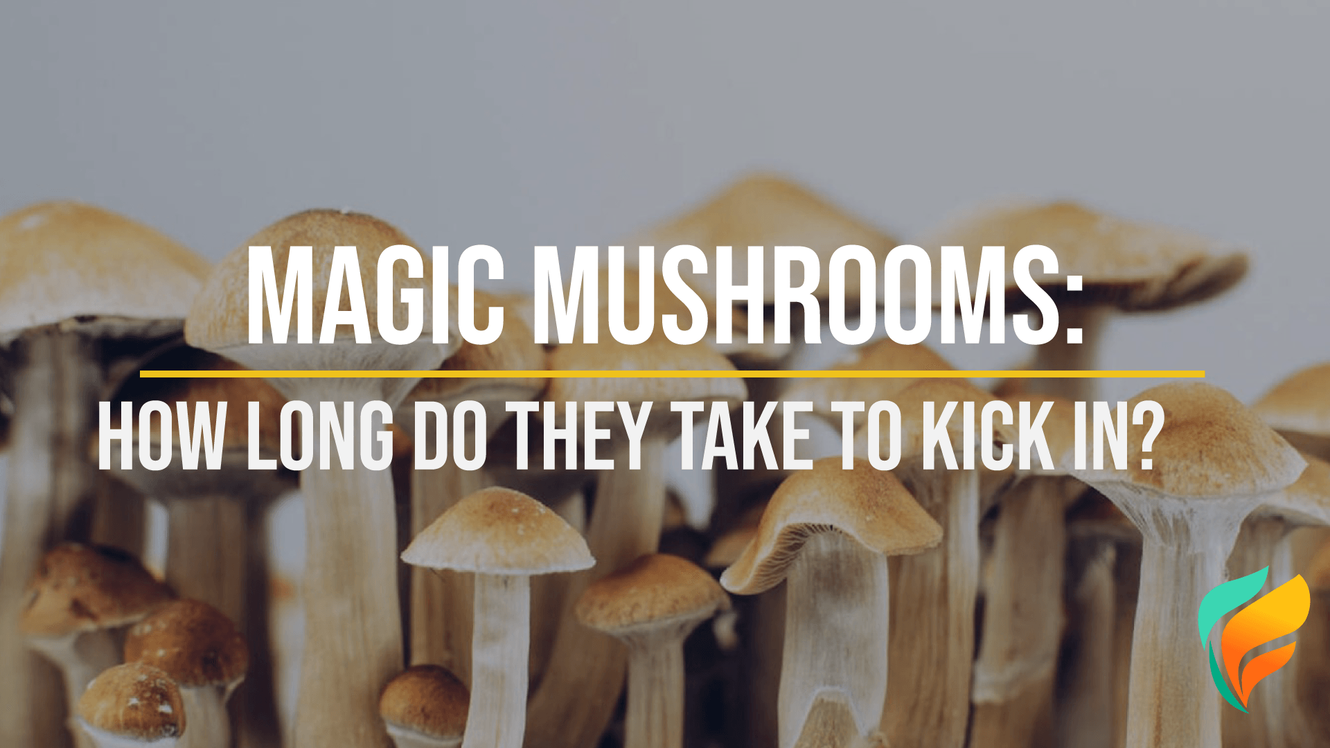 How Long Does It Take Magic Mushrooms To Kick In? How Long Does It Take Magic Mushrooms To Kick In?