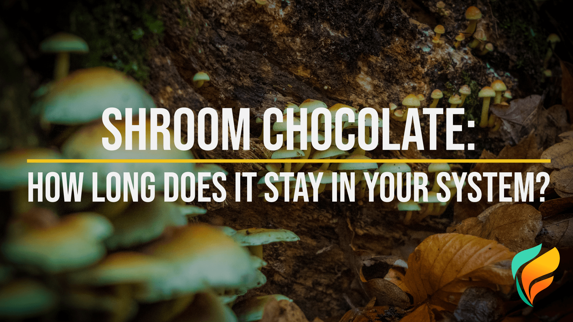 Shroom Chocolate: The Dangers of Mushroom Chocolate, Side Effects, & More