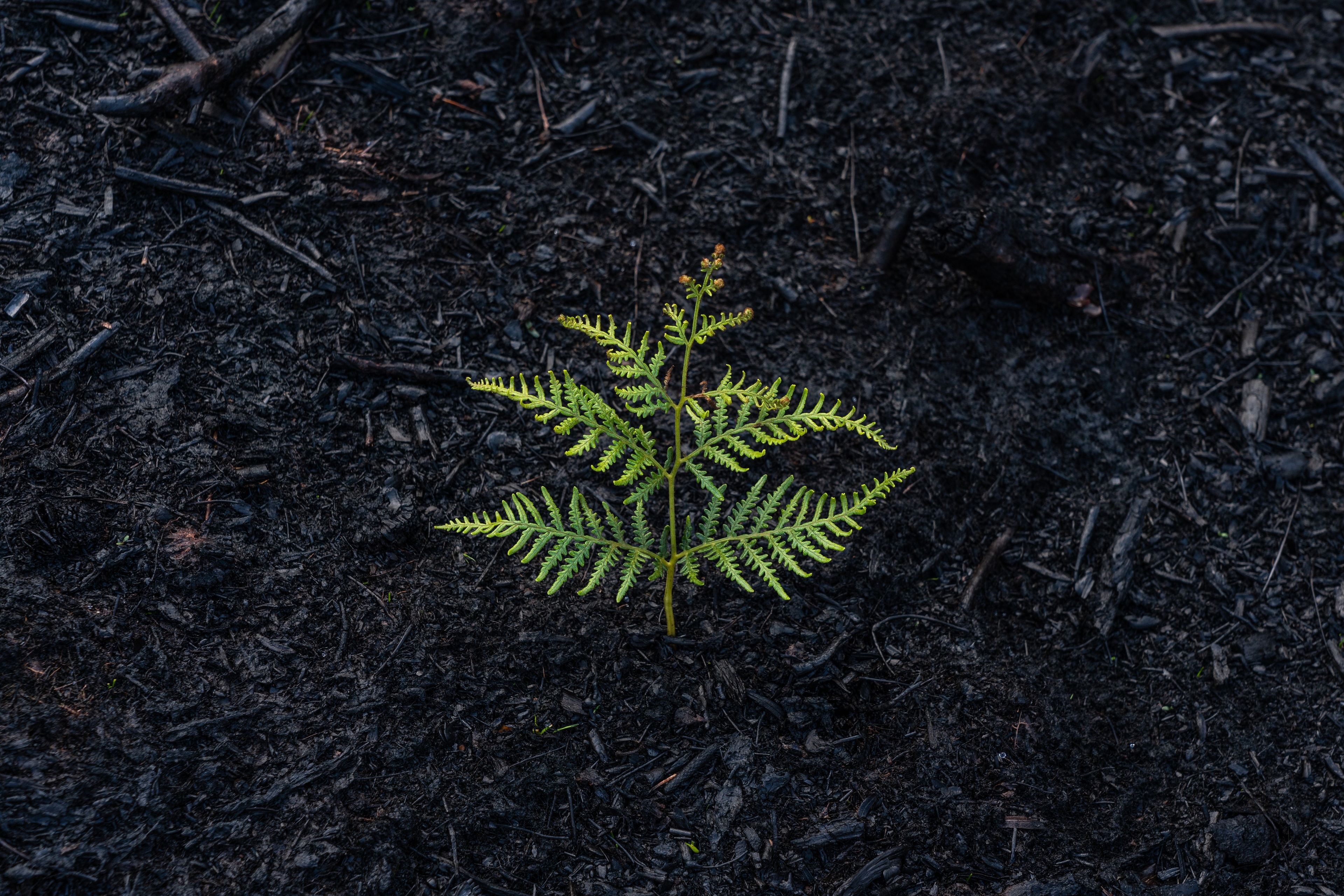 8 Ways You Can Recover from Drug & Alcohol Addiction Photo of a fern growing in what looks like burnt ground.