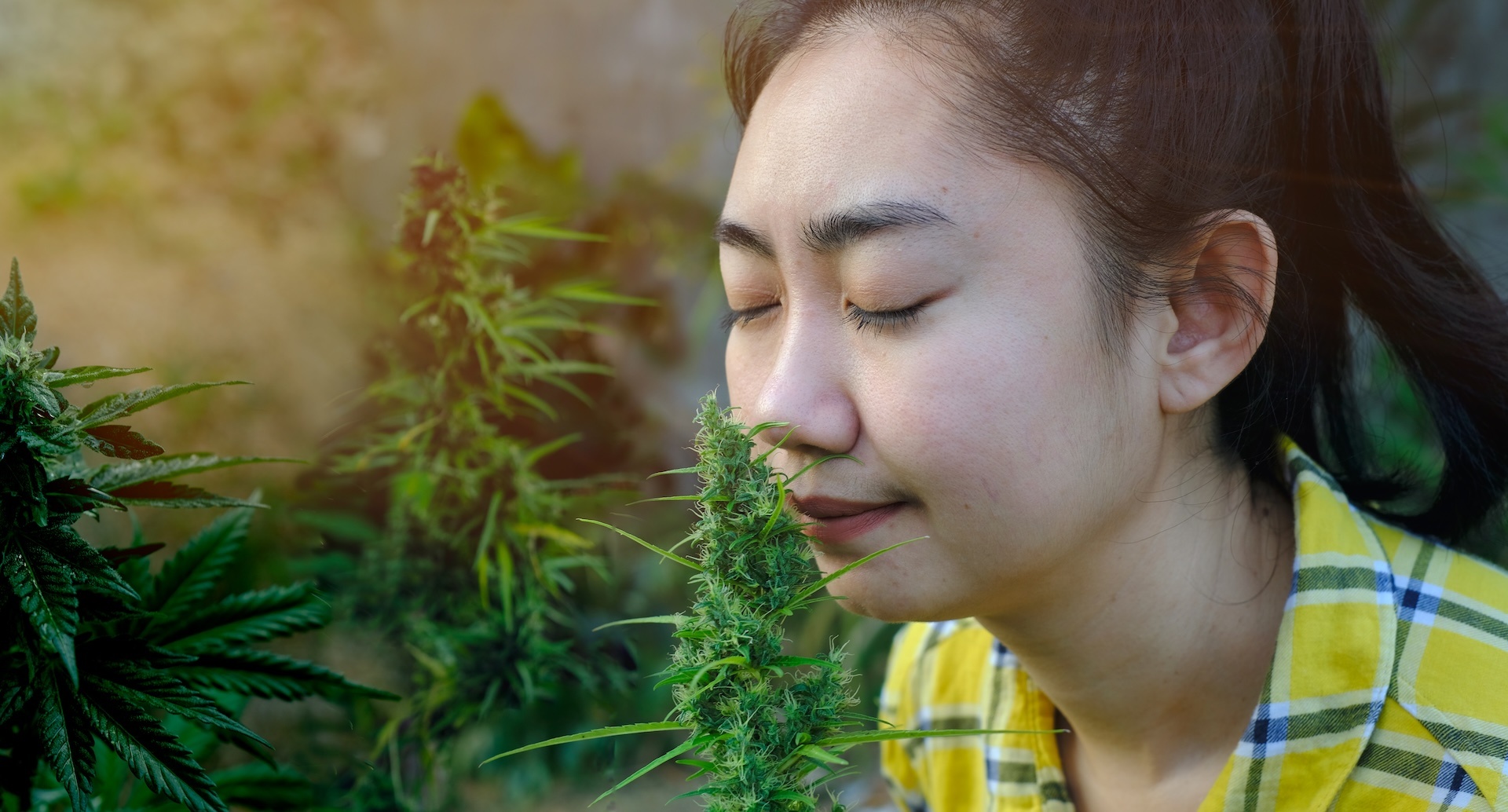 asia-woman-smelling-marijuana-flower-in-the-cannab-2025-02-10-14-32-44-utc