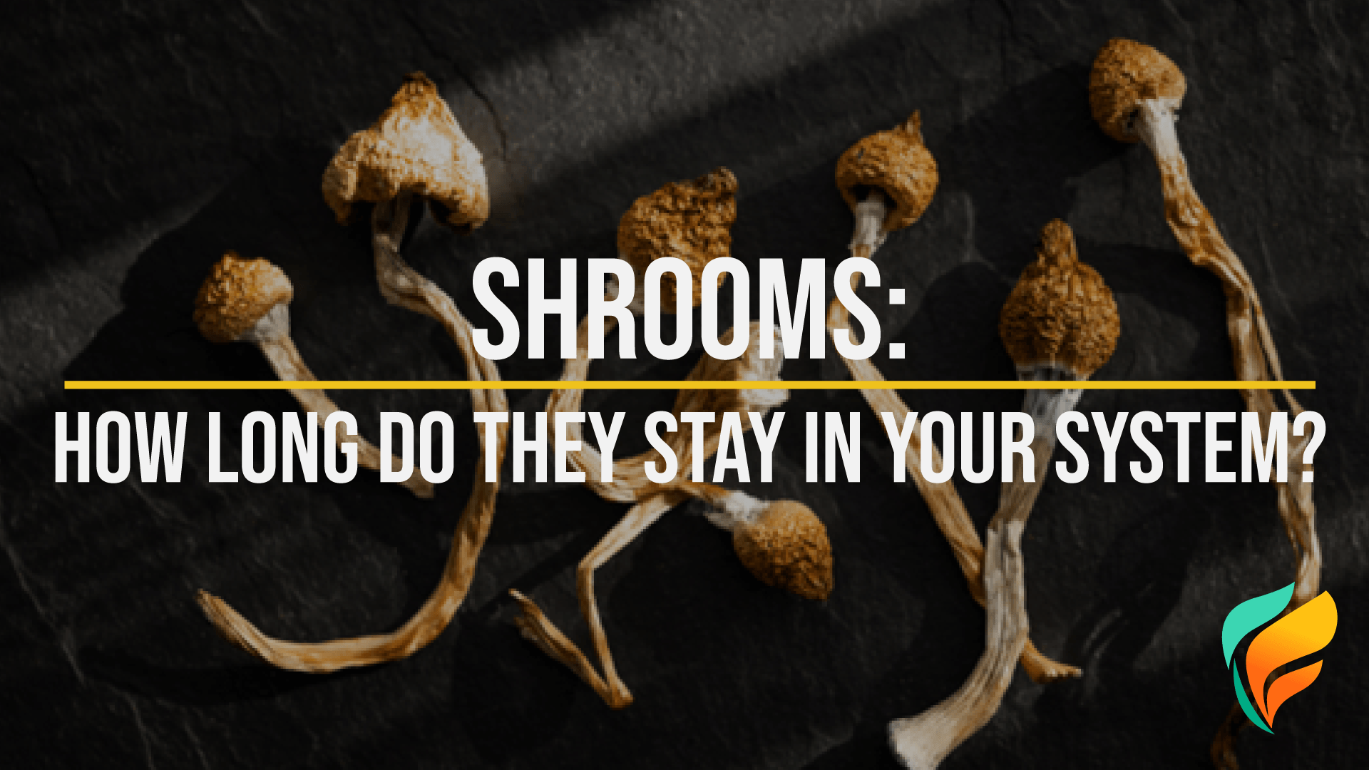 Shrooms: How Long Do Shrooms Stay in Your System, Effects, and More Shrooms: How Long Do Shrooms Stay in Your System, Effects, and More